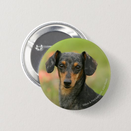 Glatt-haariger MiniaturDackel-Welpe, der Button (Vorne & Hinten)