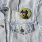 Glatt-haariger MiniaturDackel-Welpe, der Button (Beispiel)