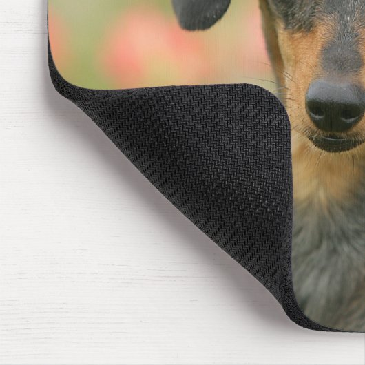 Glatt-haariger MiniaturDackel-Welpe, der Mousepad (Ecke)