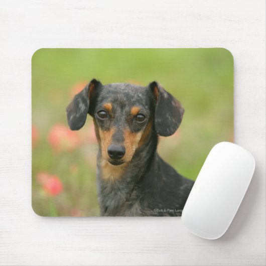 Glatt-haariger MiniaturDackel-Welpe, der Mousepad (Mit Mouse)
