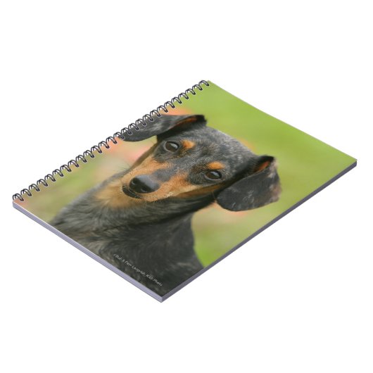 Glatt-haariger MiniaturDackel-Welpe, der Notizblock (Linke Seite)