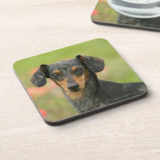 Glatt-haariger MiniaturDackel-Welpe, der Untersetzer (Linke Seite)