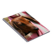 Glatt-haariger MiniaturDackel-Welpe Notizblock (Rechte Seite)