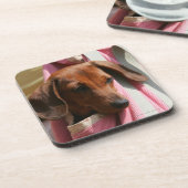 Glatt-haariger MiniaturDackel-Welpe Untersetzer (Linke Seite)