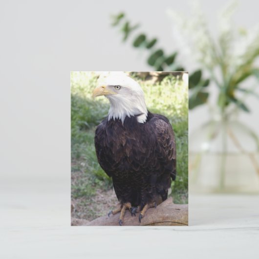 Glattadler4x6 Postkarte (Stehend Vorderseite)
