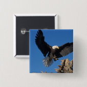 Glattadler, Haliäetus leuccocephalus, Landung Button (Vorne & Hinten)