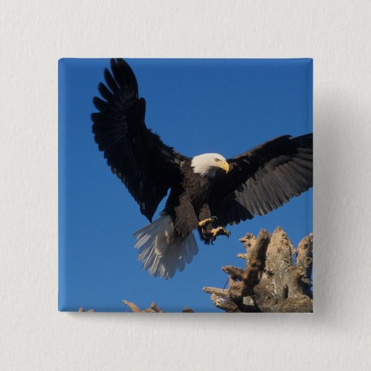 Glattadler, Haliäetus leuccocephalus, Landung Button (Vorderseite)