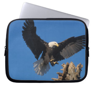 Glattadler, Haliäetus leuccocephalus, Landung Laptopschutzhülle