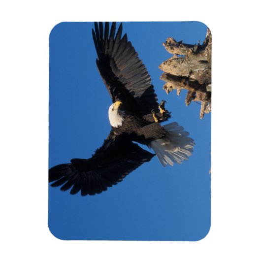 Glattadler, Haliäetus leuccocephalus, Landung Magnet (Vertikal)