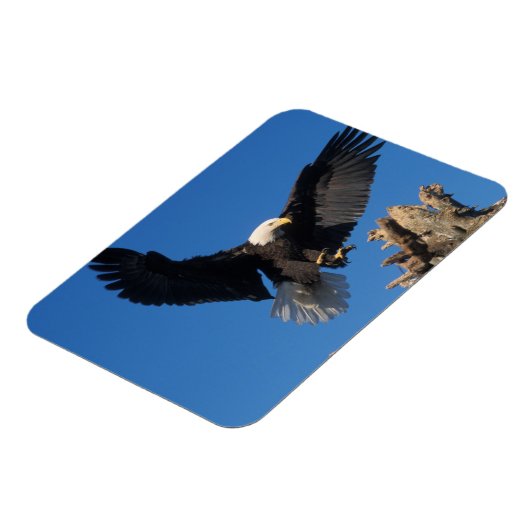 Glattadler, Haliäetus leuccocephalus, Landung Magnet (Linke Seite)