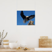 Glattadler, Haliäetus leuccocephalus, Landung Poster (Küche)