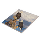 Glattadler, Haliäetus leuccocephalus, Paar Fliese (Seite)