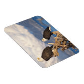 Glattadler, Haliäetus leuccocephalus, Paar Magnet (Rechte Seite)