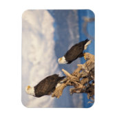 Glattadler, Haliäetus leuccocephalus, Paar Magnet (Vertikal)