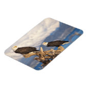 Glattadler, Haliäetus leuccocephalus, Paar Magnet (Linke Seite)