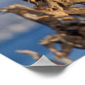 Glattadler, Haliäetus leuccocephalus, Paar Poster (Ecke)