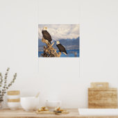 Glattadler, Haliäetus leuccocephalus, Paar Poster (Küche)