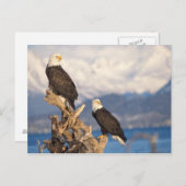 Glattadler, Haliäetus leuccocephalus, Paar Postkarte (Vorne/Hinten)