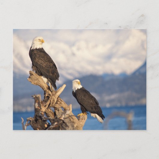 Glattadler, Haliäetus leuccocephalus, Paar Postkarte (Vorderseite)