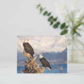 Glattadler, Haliäetus leuccocephalus, Paar Postkarte (Stehend Vorderseite)