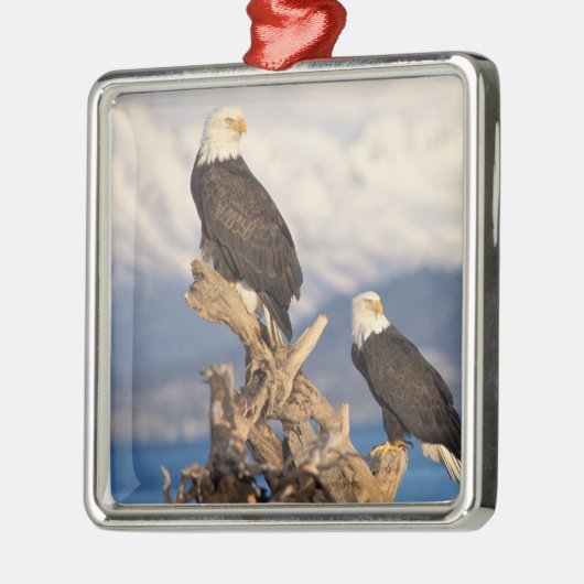 Glattadler, Haliäetus leuccocephalus, Paar Silbernes Ornament (Links)