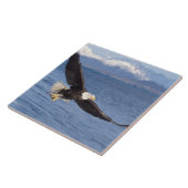 Glattadler, Haliäetus leucocephalus, in Flug 4 Fliese (Seite)