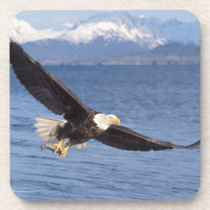 Glattadler, Haliäetus leucocephalus, in Flug 4 Getränkeuntersetzer