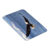 Glattadler, Haliäetus leucocephalus, in Flug 4 Magnet (Rechte Seite)