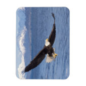 Glattadler, Haliäetus leucocephalus, in Flug 4 Magnet (Vertikal)