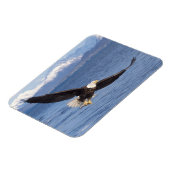 Glattadler, Haliäetus leucocephalus, in Flug 4 Magnet (Linke Seite)