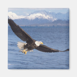 Glattadler, Haliäetus leucocephalus, in Flug 4 Magnet