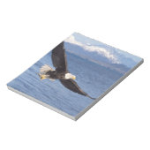 Glattadler, Haliäetus leucocephalus, in Flug 4 Notizblock (Rotiert)