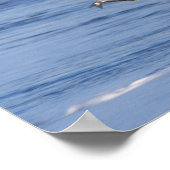 Glattadler, Haliäetus leucocephalus, in Flug 4 Poster (Ecke)