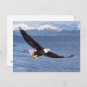 Glattadler, Haliäetus leucocephalus, in Flug 4 Postkarte (Vorne/Hinten)