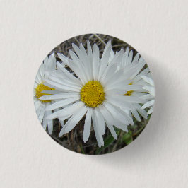 Glatte Aster der weißen Wildblumen-F42 Button