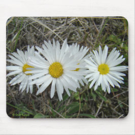 Glatte Aster der weißen Wildblumen-F42 Mousepad