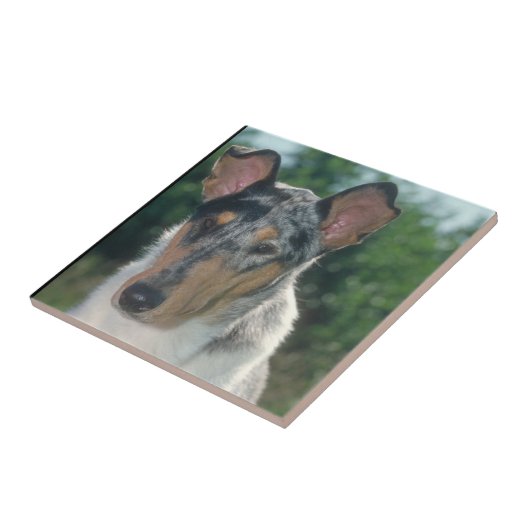 Glatte blaue Merle Collie-Fliese Fliese (Seite)