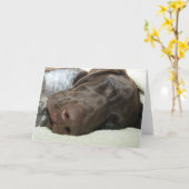 Glatte Graubär-Gruß-Karte Karte (Gelbe Blume)