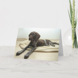 Glatte Graubär-Gruß-Karte Karte