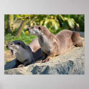 glatte Otter Poster