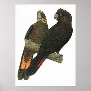 Glatte schwarze Cockatoo-Paare Poster