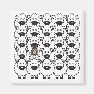 Glatter Collie in den Schafen Magnet