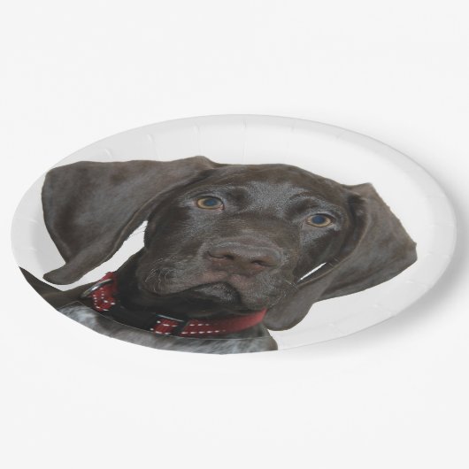 Glatter Graubär Pappteller (Schrägansicht)