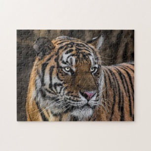 Glattes Tiger-Wildkatzen-Gesicht Puzzle
