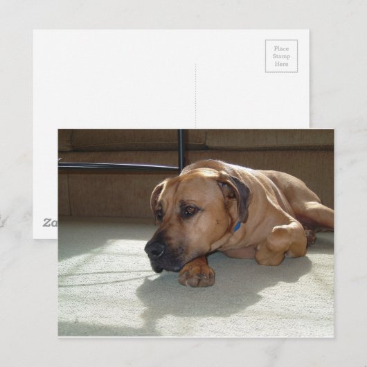 Glattleder Postkarte (Vorne/Hinten)