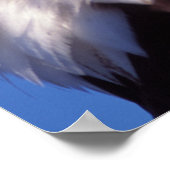 Glatzadler, Haliäetus leucocephalus, nah, 3 Poster (Ecke)