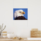 Glatzadler, Haliäetus leucocephalus, nah, 3 Poster (Küche)