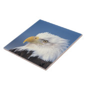 Glatzenadler, Haliäetus leuccocephalus, Fliese (Seite)