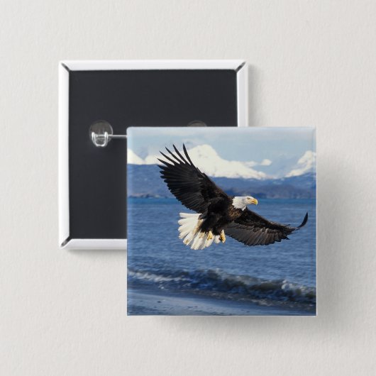 Glatzenadler, Haliäetus leuccocephalus, im Fliegen Button (Vorne & Hinten)