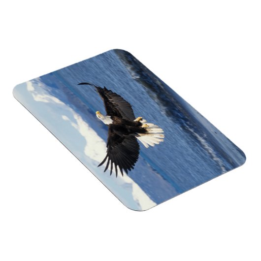 Glatzenadler, Haliäetus leuccocephalus, im Fliegen Magnet (Rechte Seite)